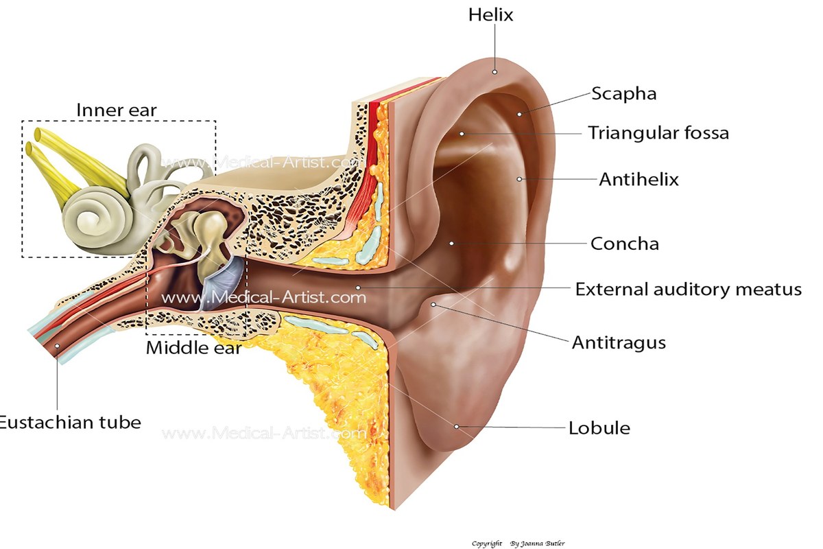 Ear Pain Causes Signs And Causes ear health information