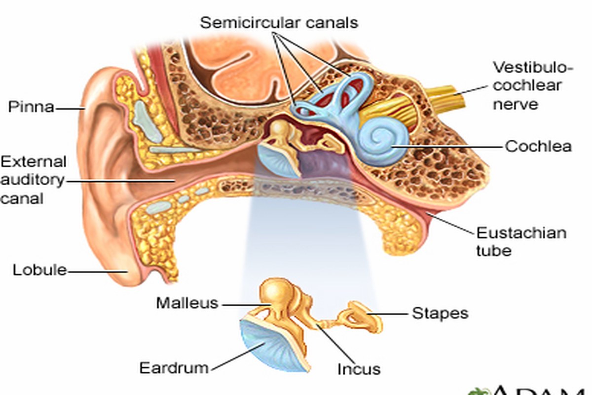 Ear Fullness Safety Tips ear health information