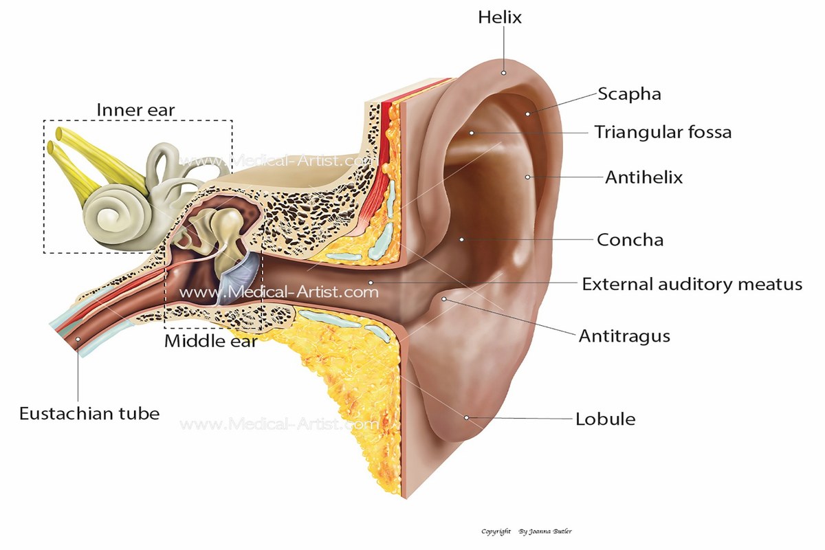 Ear Pain After Flying Safety Tips ear health information