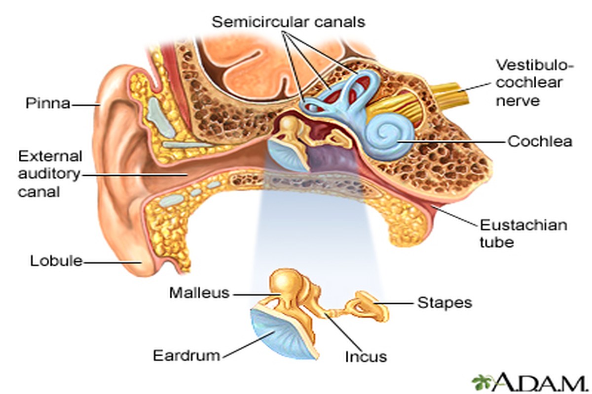 Ear Pain And Colds Practical Tips ear health information
