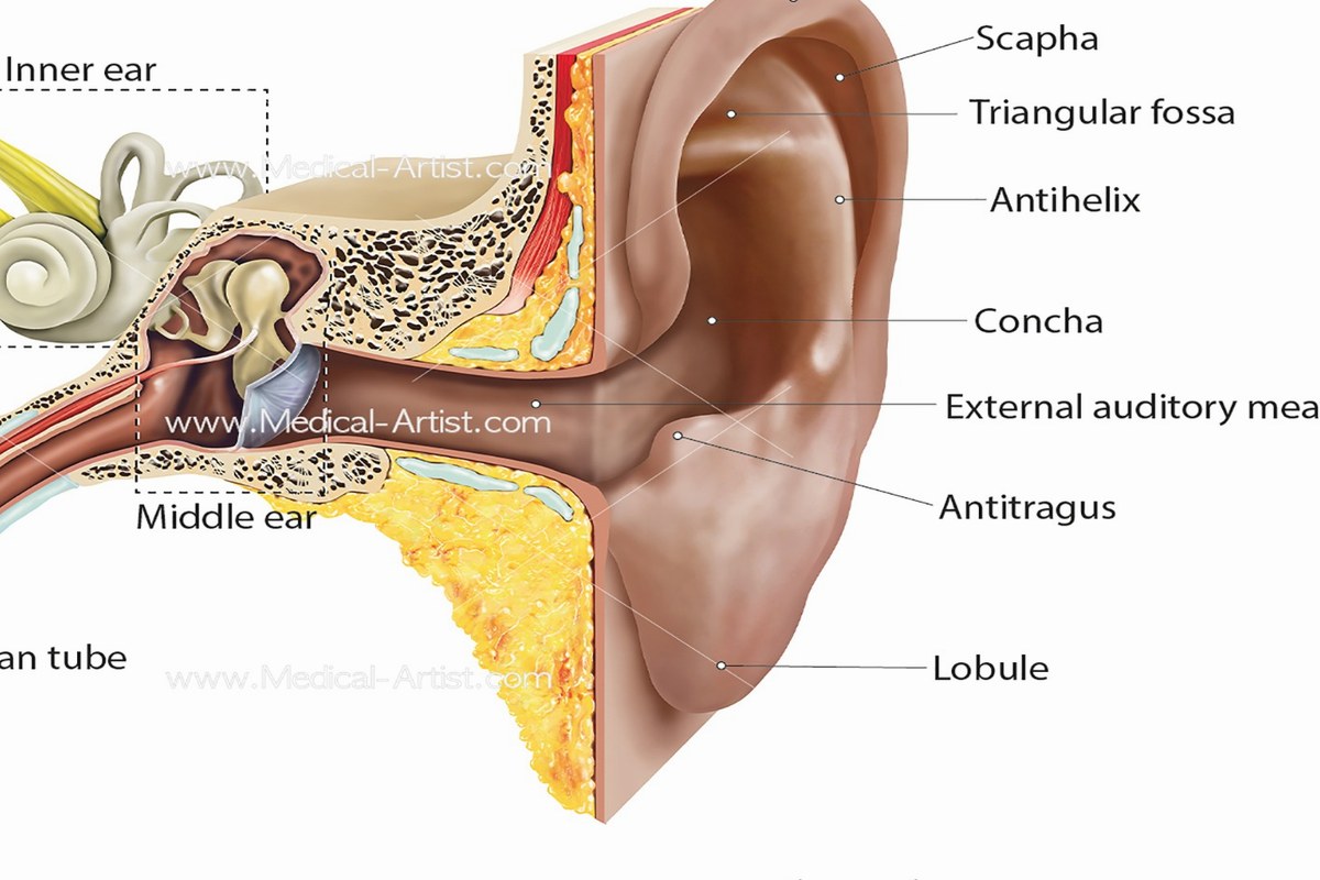 Ear Pain And Colds What To Know ear health information