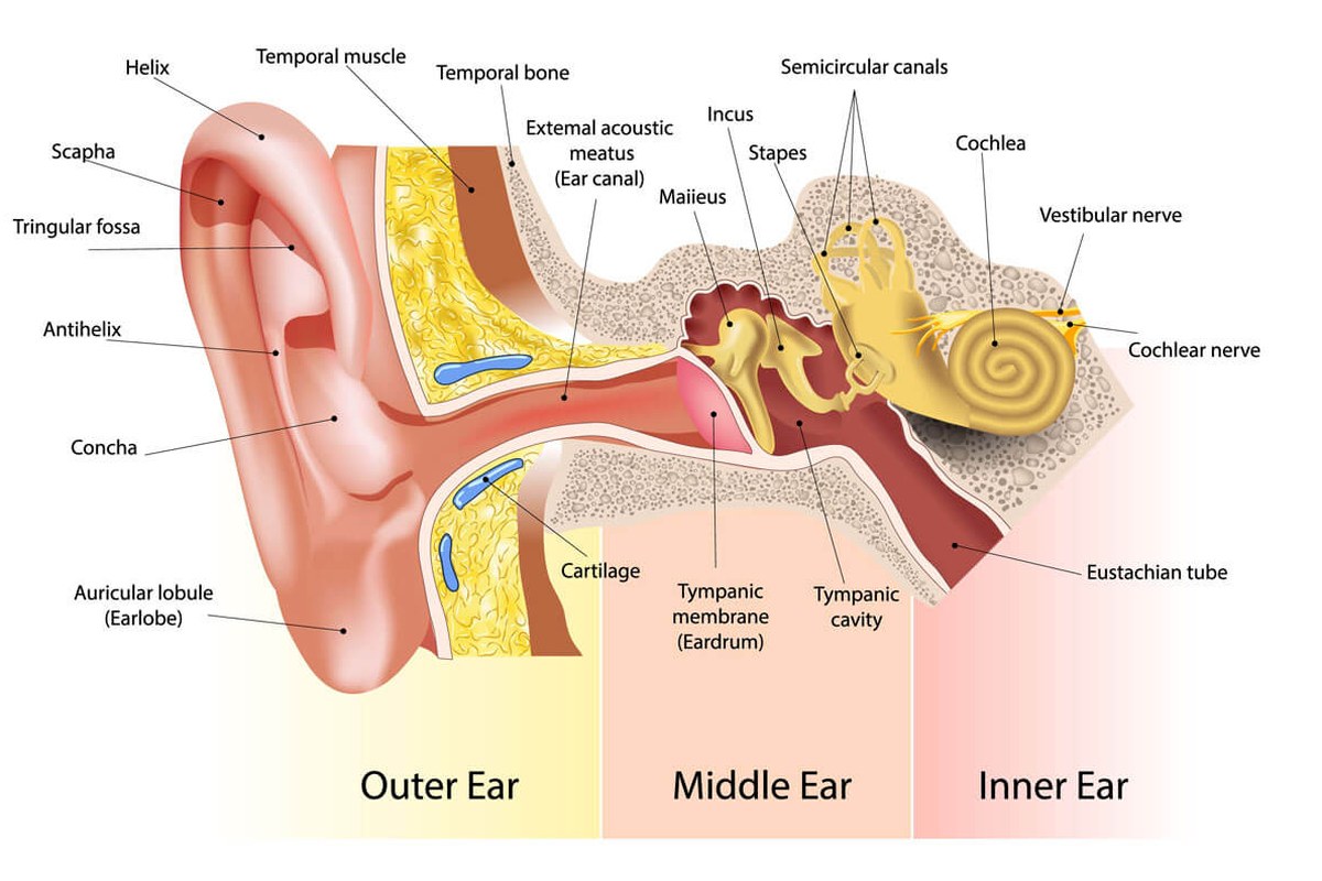 Ear Pain And Dizziness Signs And Causes ear health information