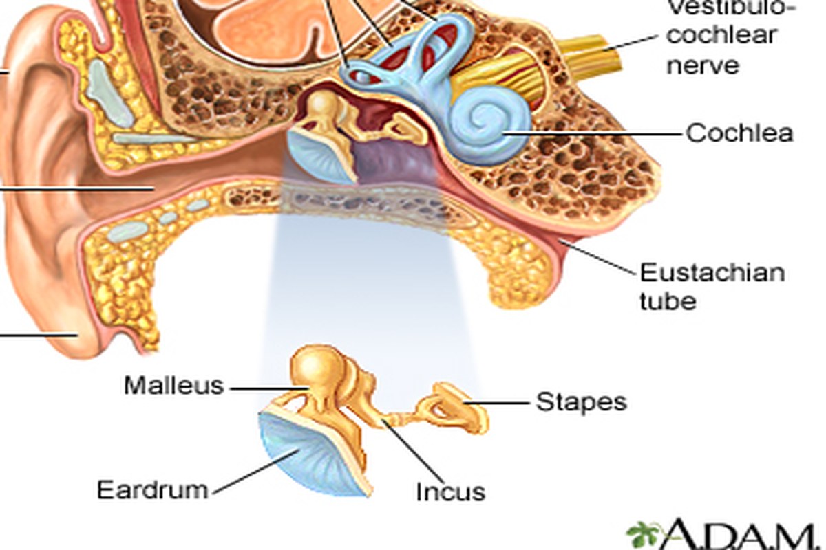 Earache In Adults ear health information