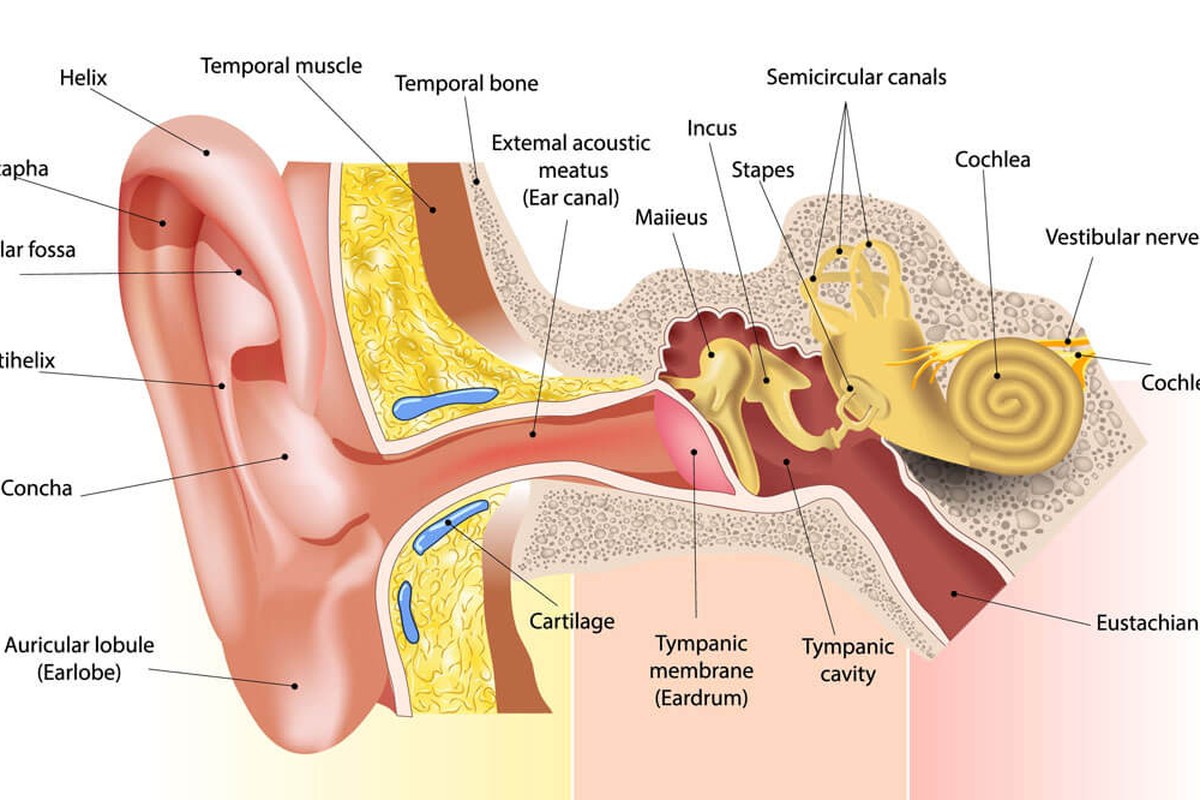 Earache In Children Common Questions Answered ear health information