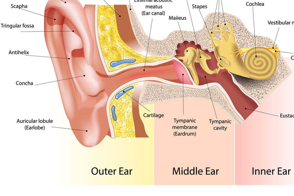 Jaw And Ear Pain Practical Tips ear health information