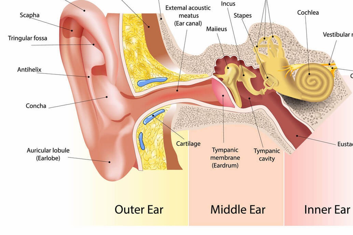 Outer Ear Infection Signs And Causes ear health information